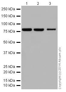 Anti-ABCD1/ALD antibody [EPR15929](AB197013)