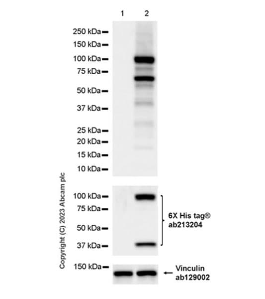 Anti-Rfx Cas13d (N-term) antibody [EPR23965-31](AB314741)