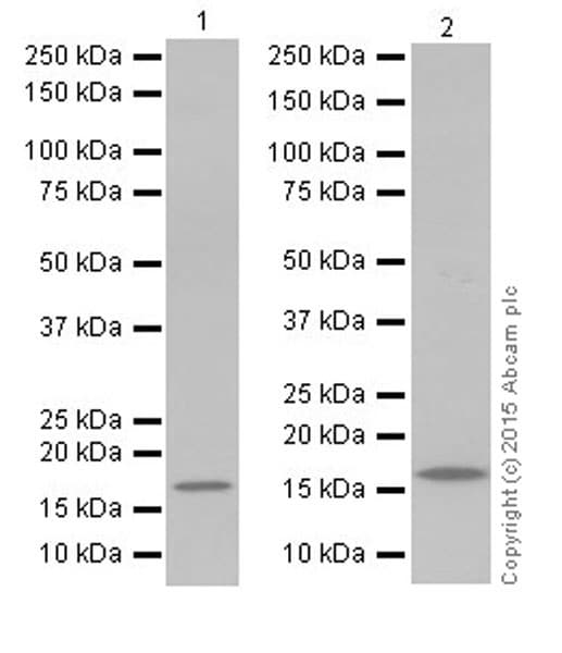 Olfactory Marker Protein Omp Antibody Epr19157 Bsa And Azide Free Ab250713  Western Blot Img142862