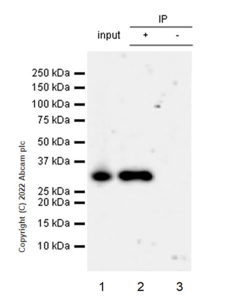 Pim1 Antibody Epr24447 39 Bsa And Azide Free Ab300454  Immunoprecipitation Img400850