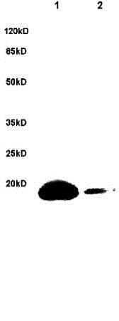 Anti-Bad (phospho S128) antibody(AB216829)