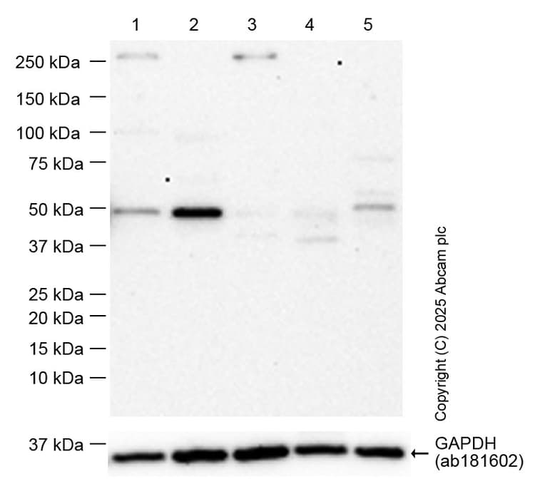Anti-p53 antibody [EPR20416-117] - BSA and Azide free(AB252387)