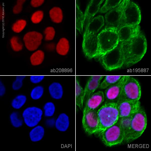 Gata3 Antibody Epr16651 Bsa And Azide Free Ab214804  Immunocytochemistry Immunofluorescence Img129224