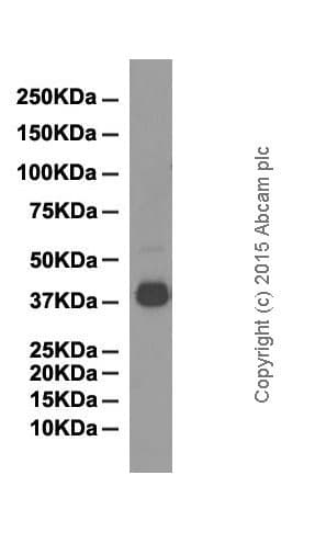 Anti-DUSP6 antibody [EPR129Y](AB76310)