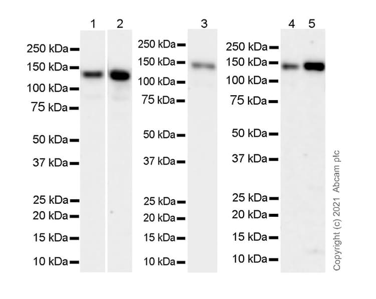 Anti-LRPPRC/GP130 antibody [EPR24052-38](AB259927)