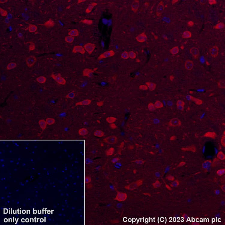 Alexa Fluor® 647 Anti-Hsp70 antibody [3A3](AB309609)
