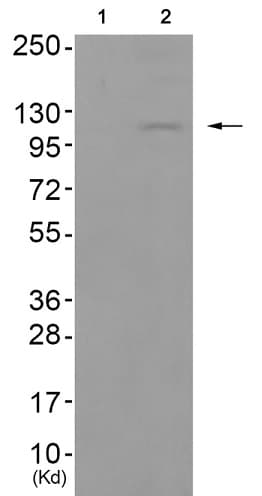 Cd167a Ddr1 Phospho Y513 Antibody Ab193550  Western Blot Img70464