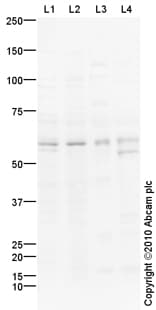 Goat Rabbit Igg H L Hrp Preadsorbed Ab97080  Western Blot Img124373