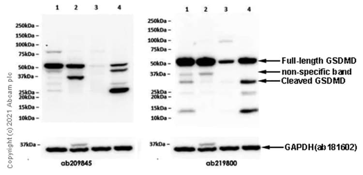 Anti-GSDMD antibody [EPR19828] - BSA and Azide free(AB225867)