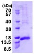 Ab113134  Sds Page Img66399
