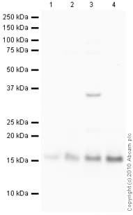 Anti-Histone H2A.Z antibody - ChIP Grade(ab4174)