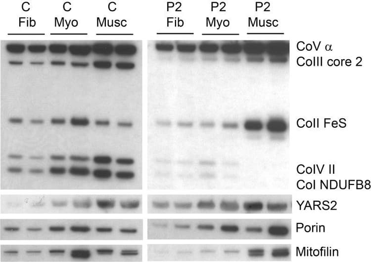 Anti-Mitofilin antibody [2E4AD5] - Mitochondrial Marker(AB110329)