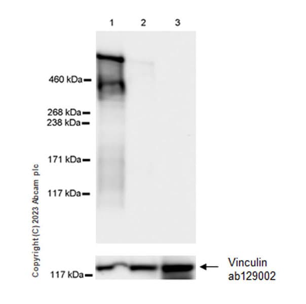 Anti-Lrp2 / Megalin antibody [EPR26093-84](AB309086)