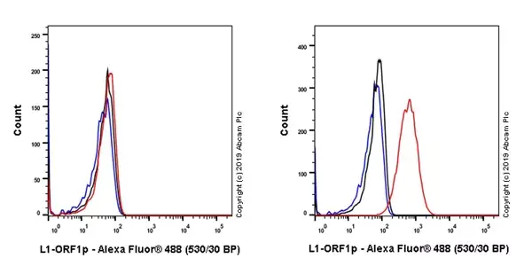 Anti-LINE-1 ORF1p antibody [EPR22227-54](AB230966)