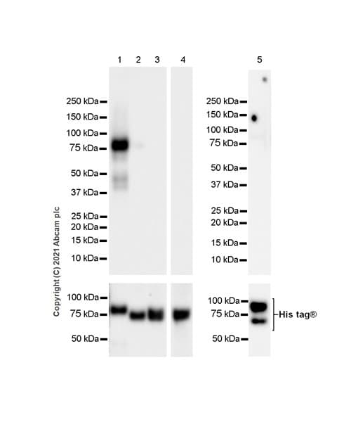 Eph Receptor A3 Antibody Epr24479 136 Bsa And Azide Free Ab281946  Western Blot Img176770