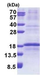 Recombinant Human RPL34 protein (denatured)(AB171711)