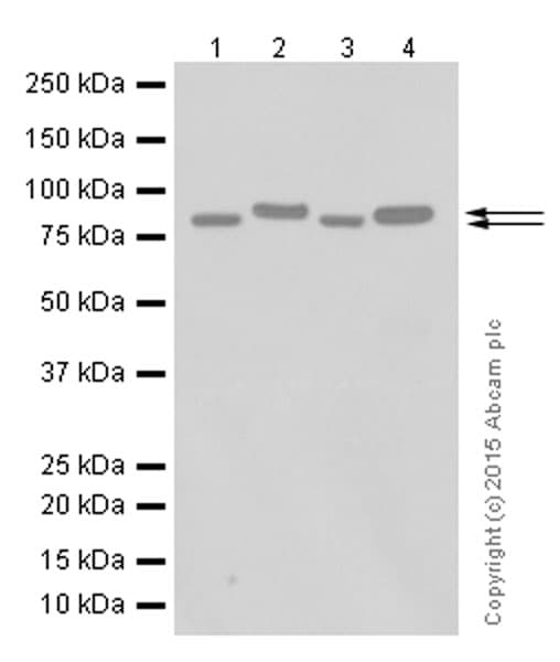 Gelsolin Antibody Ep1940y Bsa And Azide Free Ab284809  Western Blot Img55315