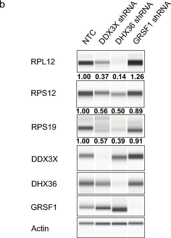 Anti-GRSF1 antibody [EPR16679](AB194358)