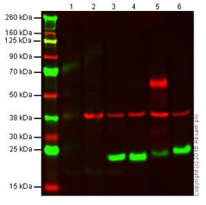 Anti-CD3 epsilon antibody(ab5690)