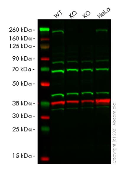 Anti-KDM5C / Jarid1C / SMCX antibody [EPR23932-18] - BSA and Azide free(AB280963)