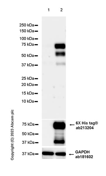 Goat Anti-Human IgG H&L (HRP)(AB6858)