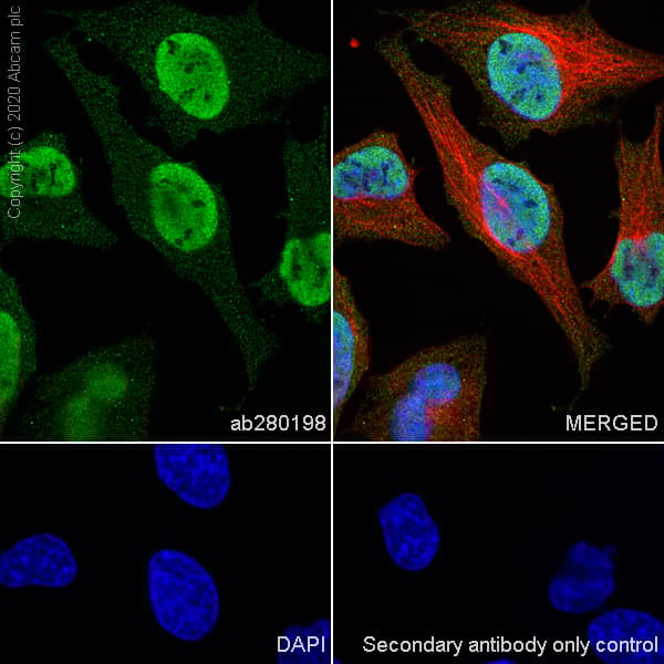 Anti-HDAC1 antibody [EPR23847-170](AB280198)
