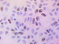 BrdU Immunohistochemistry Kit(AB125306)