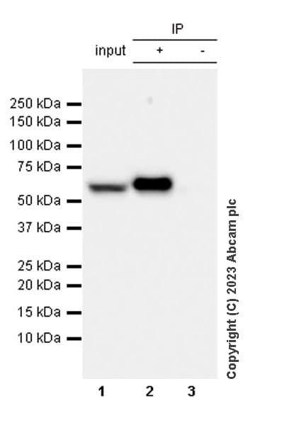 Anti-BTN3A1 antibody [EPR28070-15](AB315804)