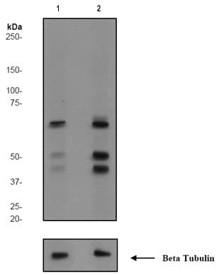 Shc Phospho Y427 Antibody Epr7782y Bsa And Azide Free Ab247370  Western Blot Img24525