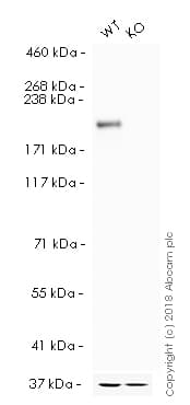 HRP Anti-BRG1 antibody [EPNCIR111A](AB196315)