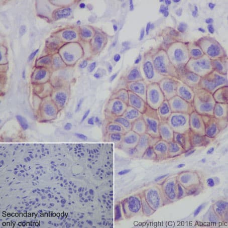 Anti-Claudin 3 antibody [EPR19971](AB214487)