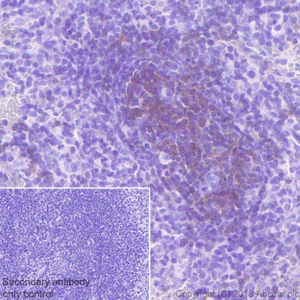 Anti-CD28 antibody [EPR22076](AB243228)