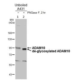 Anti-ADAM10 antibody(AB227172)