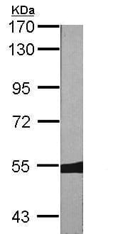 Anti-MYH/MUTYH antibody(AB228722)