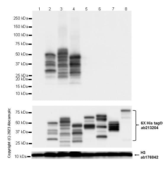 Anti-BRN3A + BRN3B + BRN3C antibody [EPR26313-54](AB317492)