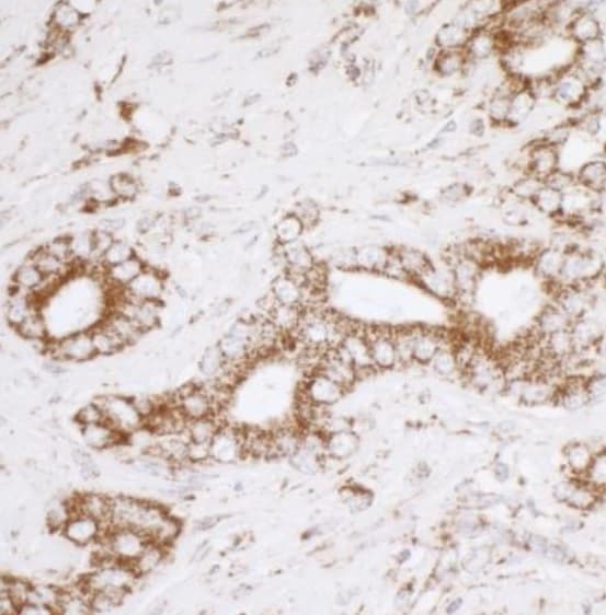 Anti-ATP5A antibody(AB245580)