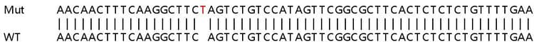 Ab263178  Sanger Sequencing Img410450