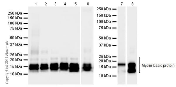Anti-Myelin Basic Protein antibody [EPR21188](AB218011)