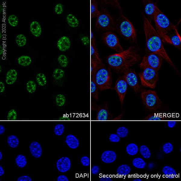 Anti-SF3B1 antibody [EPR11986](AB172634)