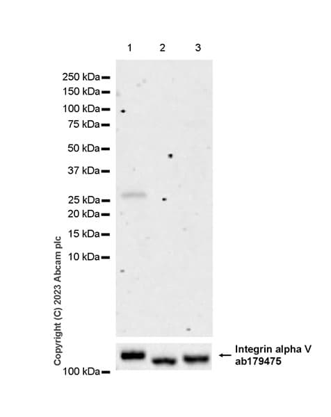 Anti-Neutrophil Elastase antibody [EPR28386-66](AB310335)