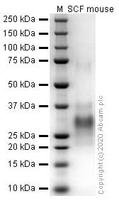 Recombinant mouse SCF protein (Active)(AB259390)