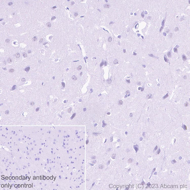 Anti-MTF2 antibody [EPR27196-167] - BSA and Azide free(AB314754)
