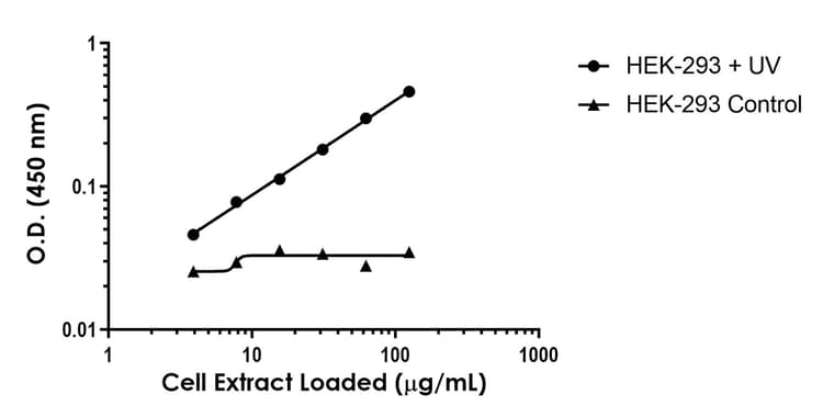 Anti-JNK1 + JNK2 + JNK3 (phospho T183 + Y185) antibody [EPR20763-76] - BSA and Azide free (Detector)(AB288740)