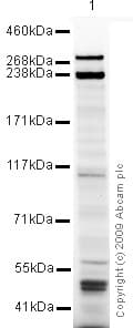 Desmoplakin Iii Antibody Ab71690  Western Blot Img87364
