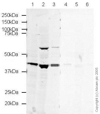 Anti-Oct4 antibody(AB19857)