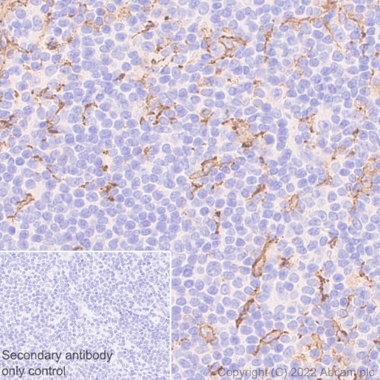 Iba1 Antibody Epr61362 Microglia Marker Ab178680  Immunohistochemistry Formalin Pfa Fixed Paraffin Embedded Sections Img415997