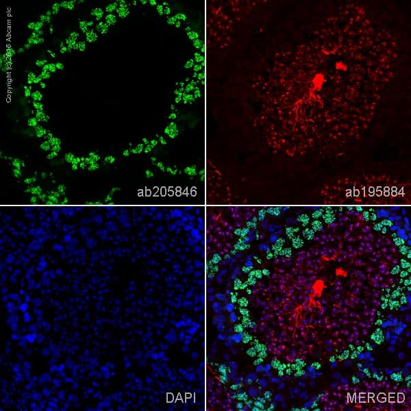 Alexa Fluor® 488 Anti-SCP3 antibody [Cor 10G11/7](AB205846)