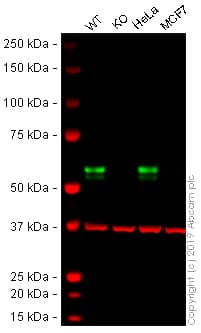 Anti-TRK fused gene antibody [EPR8766] - BSA and Azide free(AB235871)