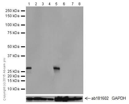 Kcnip4 Antibody Epr18314 Bsa And Azide Free Ab251403  Western Blot Img48421
