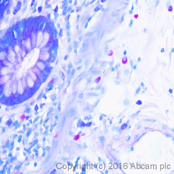Giemsa Stain Kit Ab150670  Histology Img135557